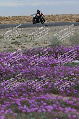 media/Jan-14-2023-SoCal Trackdays (Sat) [[497694156f]]/Turn 14 Exit Bloomig (145pm)/